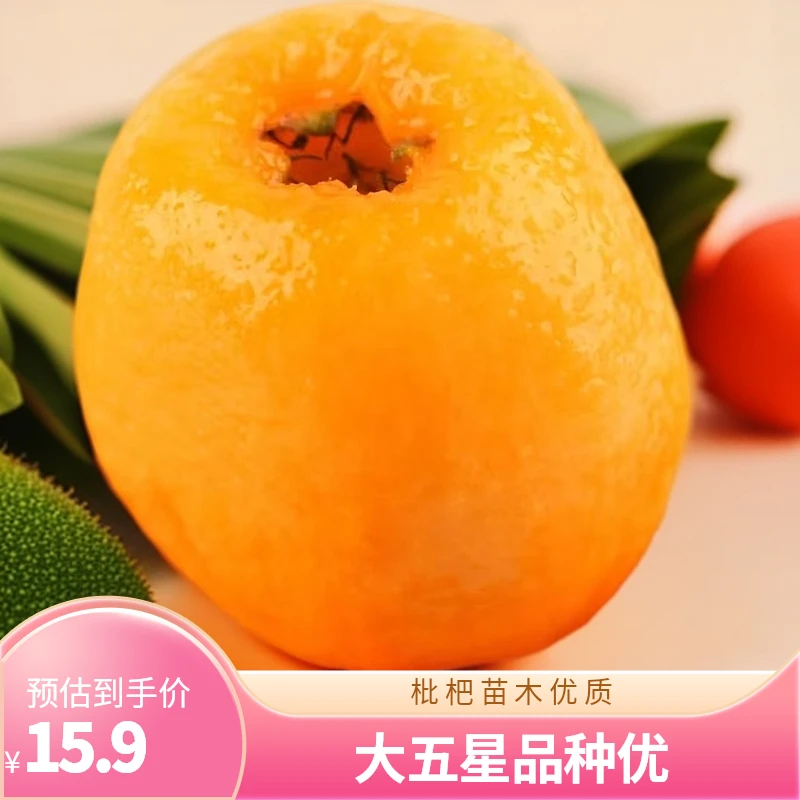 大五星枇杷杯苗嫁接营养水果杯盆栽地栽枇杷树苗特大号