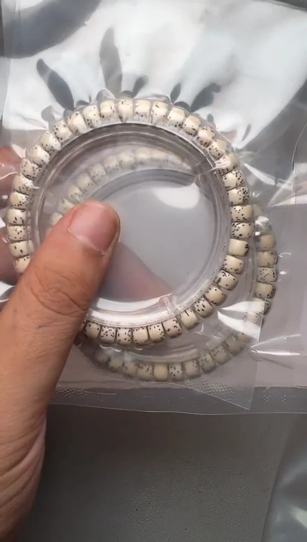 手串星月菩提不**师星月   不戒大师
