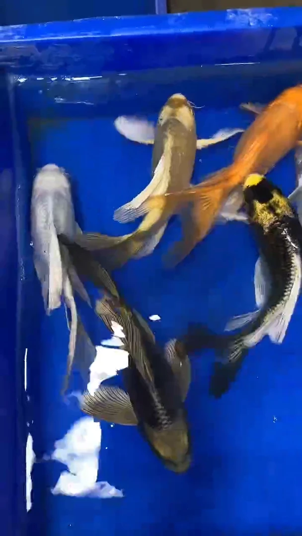 蝴蝶鲤鱼蝴蝶鲤直播选鱼专用链接 凭开箱视频售后