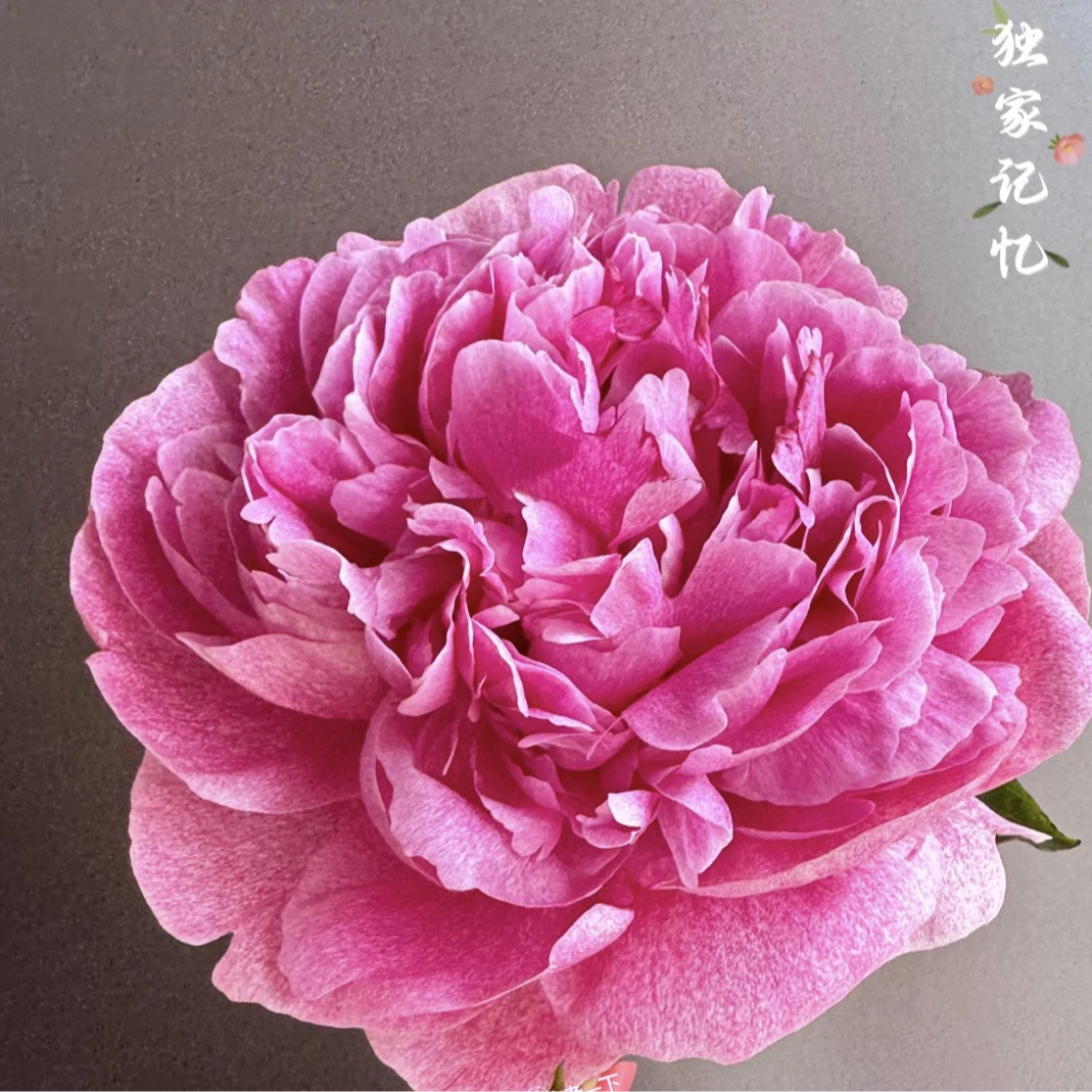 【独家记忆】高品质芍药鲜切花插水即开家用装饰花束