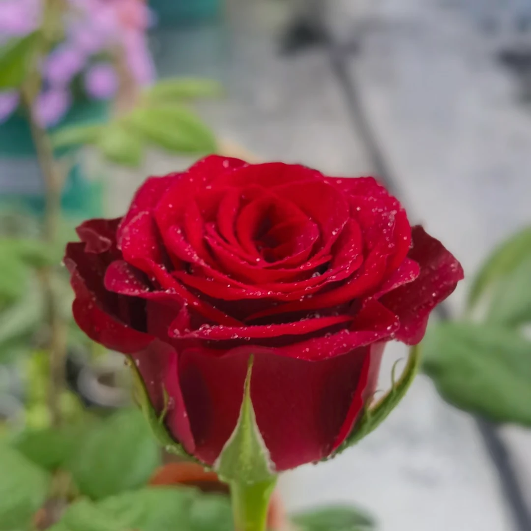 1加仑高原红成都露天盆栽月季 独杆扦插原盆原土带花苞发货