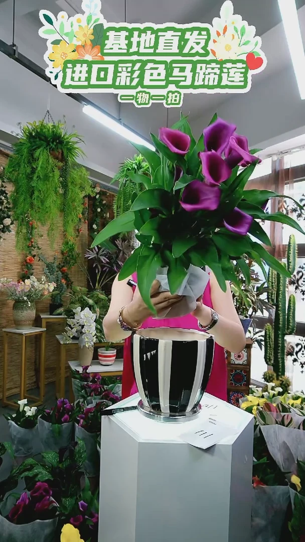 大量花朵（建议范围：8朵-15朵 或40%以上）110号双A级紫色马蹄莲