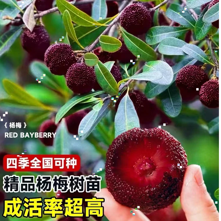【正宗四年仙居杨梅苗】东魁杨梅苖特大杨梅苖南北方种植盆栽果树苖