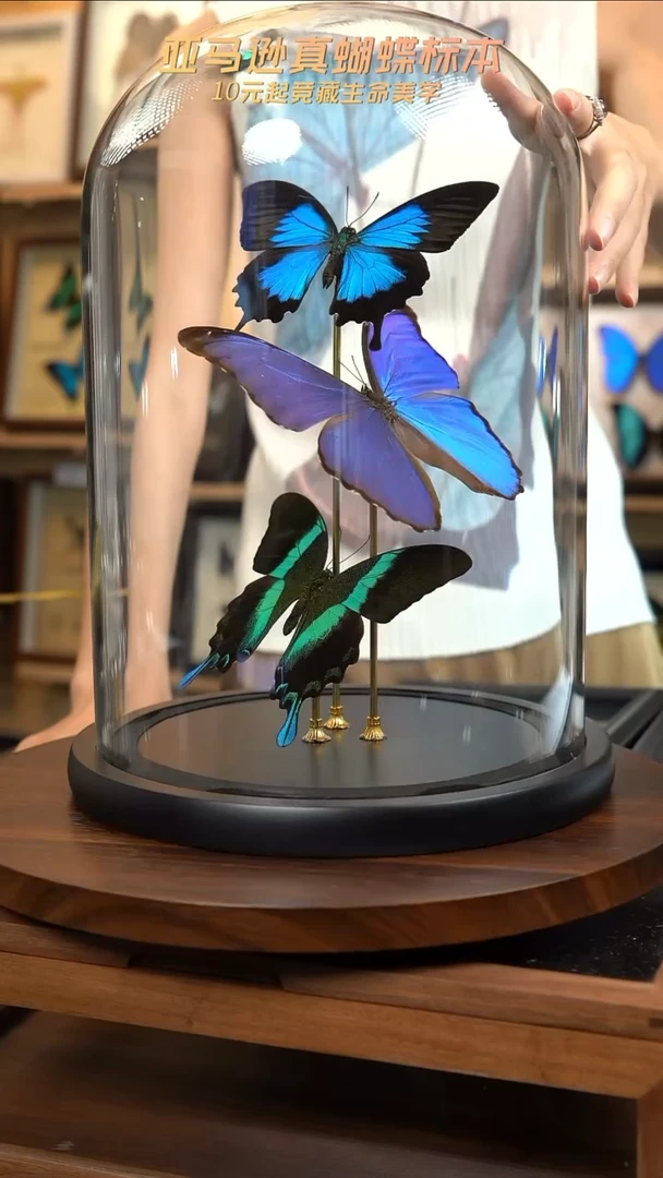 蝴蝶标本摆件竞拍b100