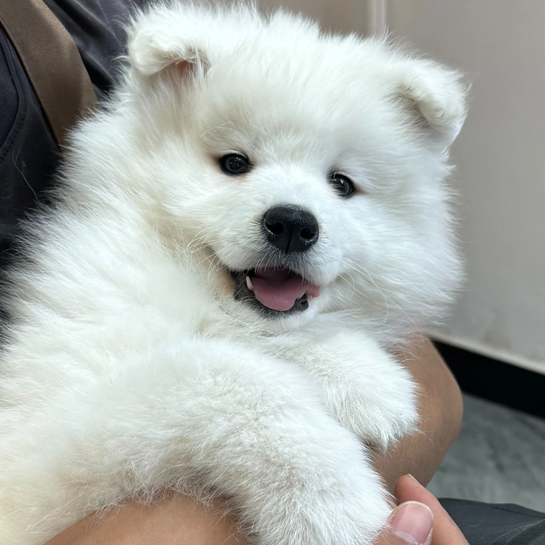 微笑天使萨摩耶宠物