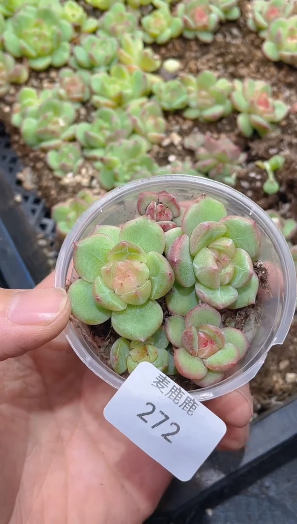 272赤霞珍妮     量拍两大三小