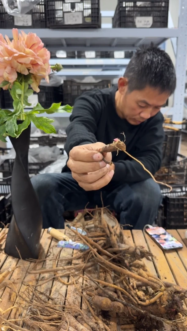 风*扬9.9  圣诞天鹅绒    风清扬