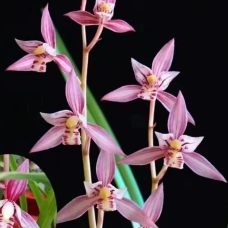 建兰铭品【醉月红尘5-8支花】红泥紫砂盆四季开浓香型好养高端兰花