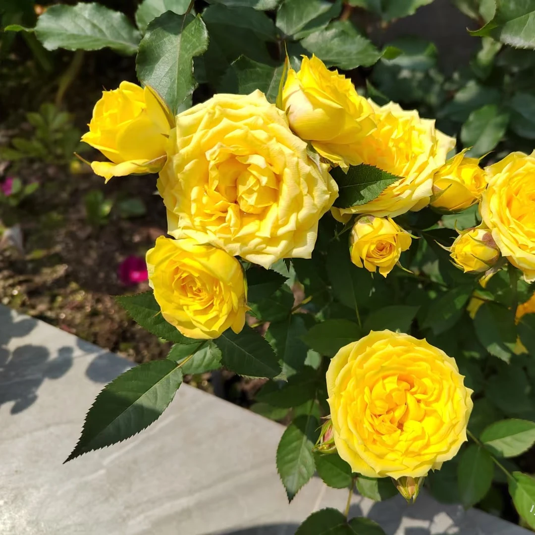 兴宇盛 灰太狼（黄）勤花渐变庭院阳台观赏鲜活月季