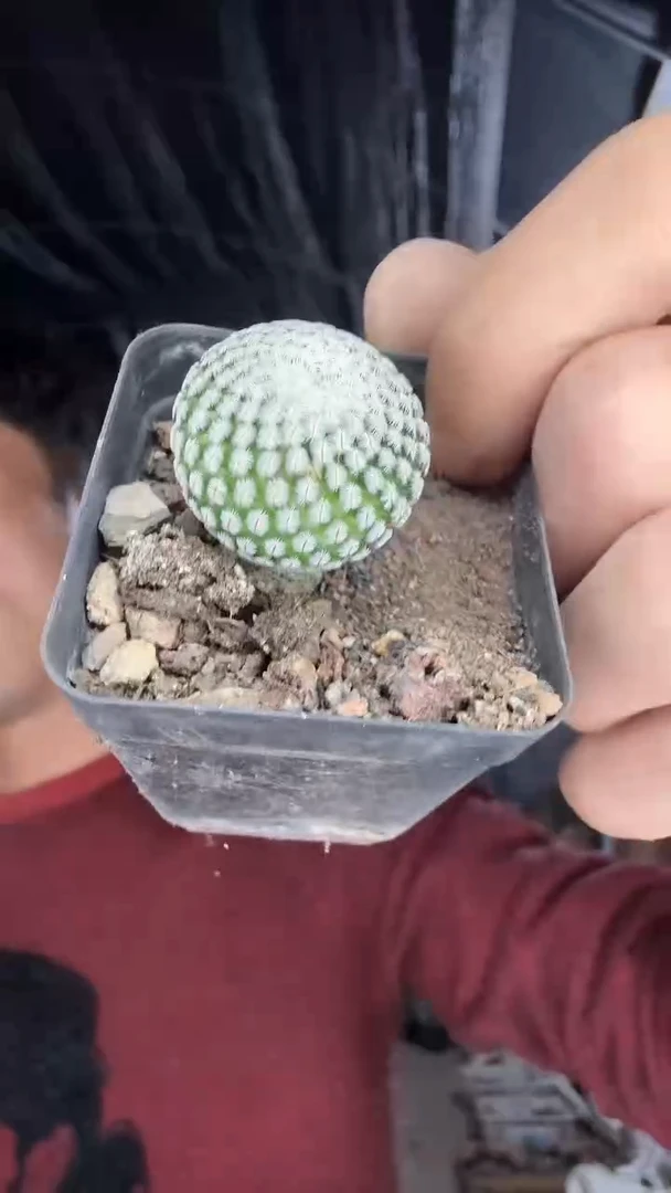 实生白斜子15.99