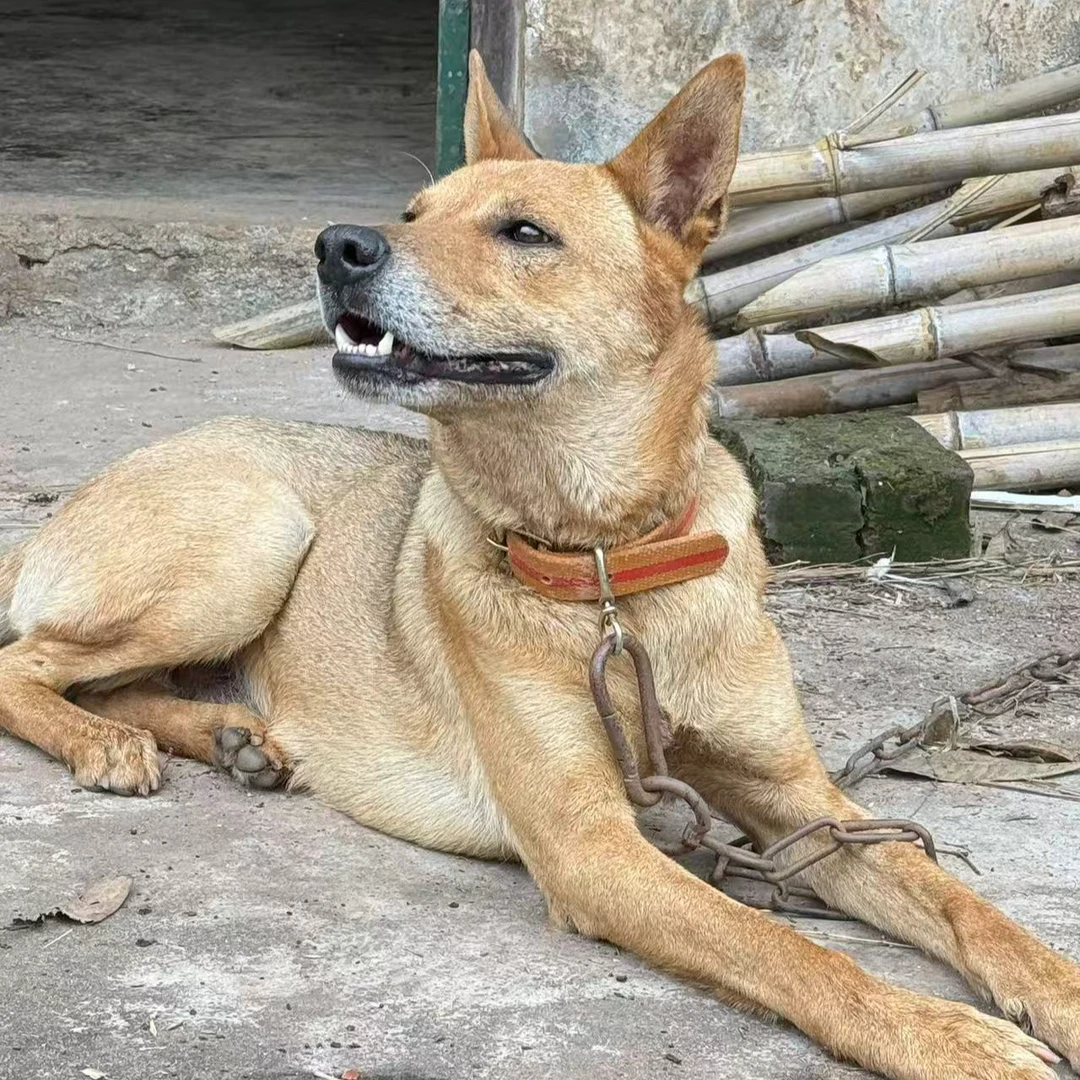 【阿友哥】精品从江猎犬猎狗幼崽直播间挑选