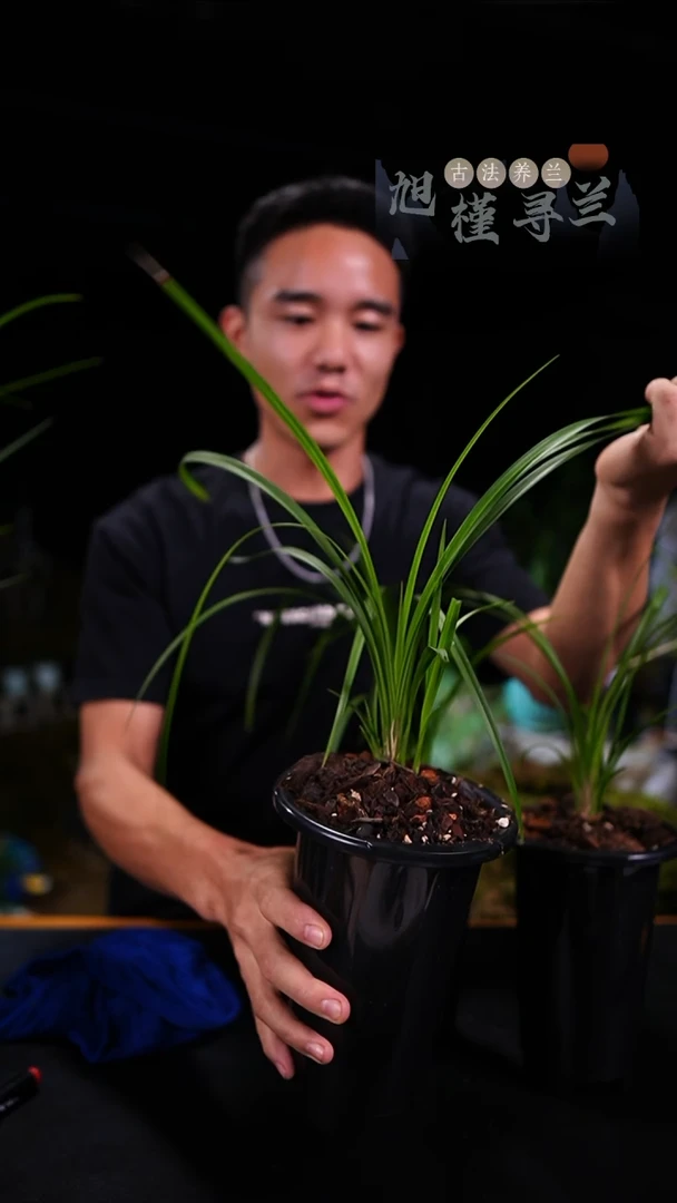 当前无花栽培后可以开花秋芝-璞玉素（前垄单苗）