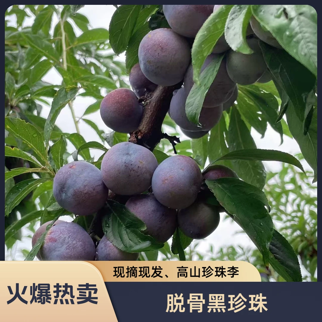 高山珍珠李新鲜现摘脱骨脆红李当季水果脆甜多汁李子黑珍珠