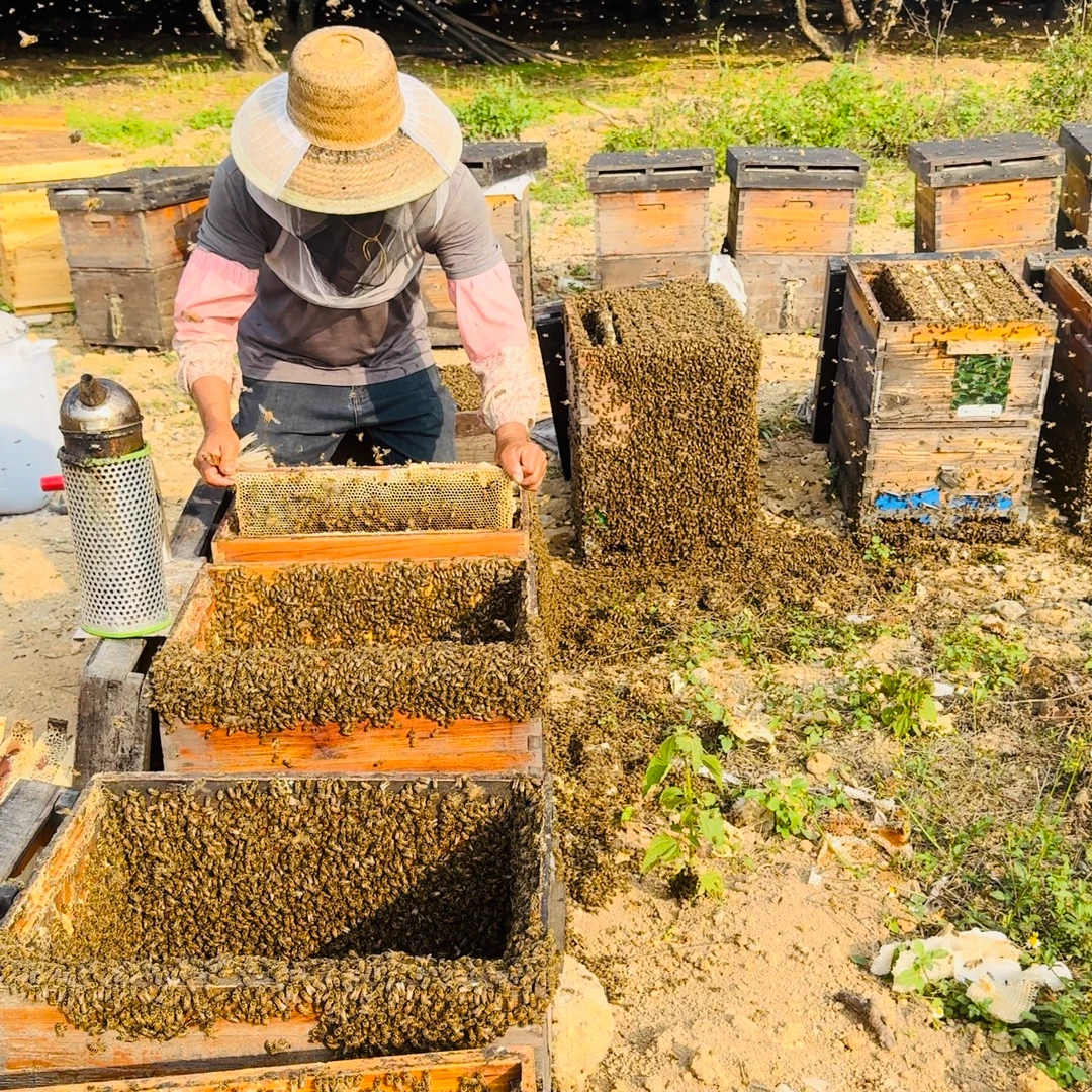 【假一赔十】龙眼蜂蜜/百花蜂蜜 纯正天然农民自产原蜜无添加无勾兑