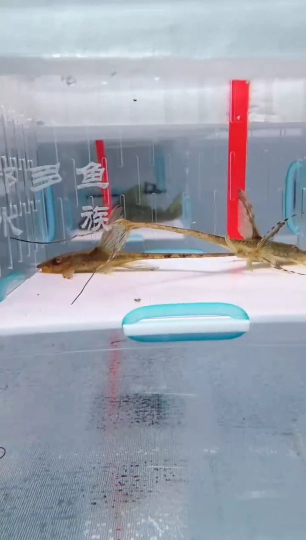 清道夫9不包入缸损106