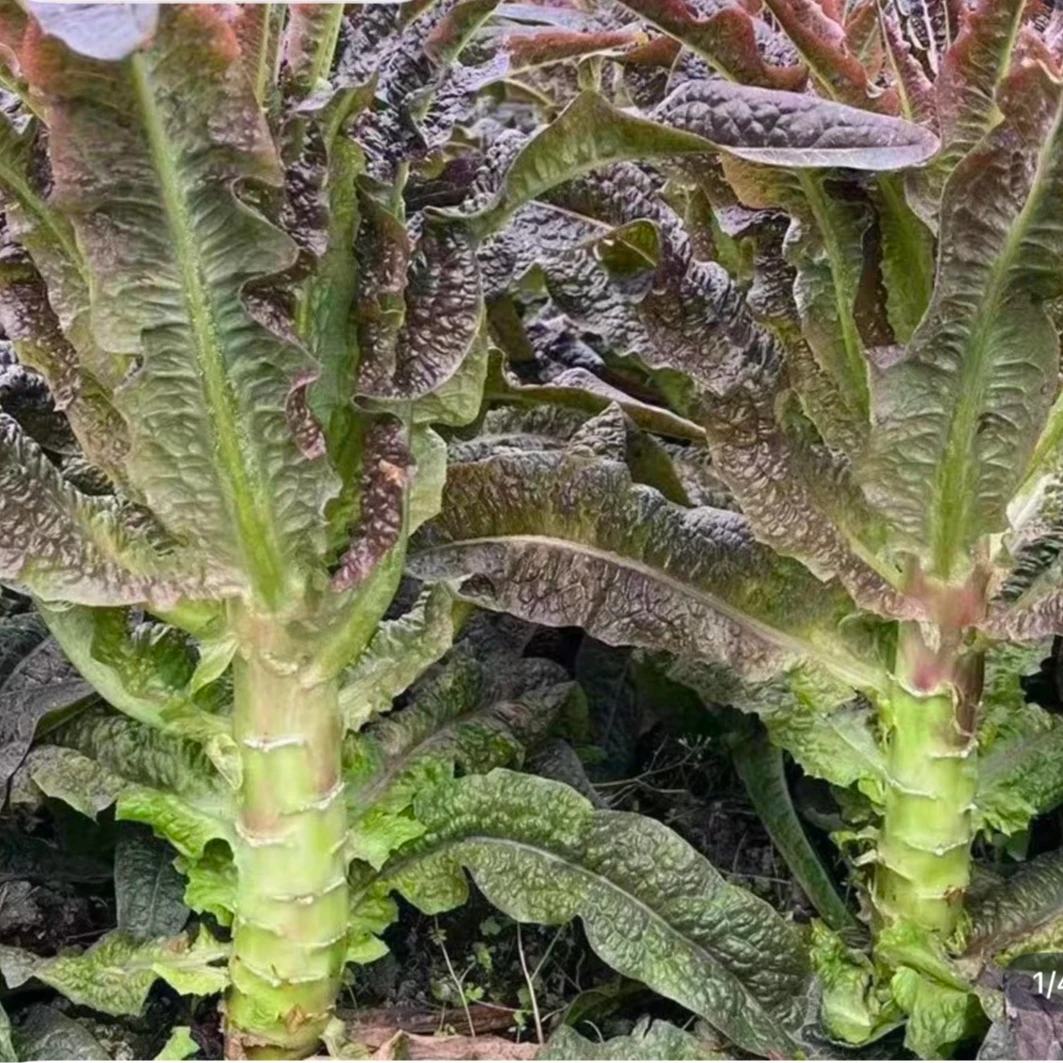 八卦洲紫叶莴笋莴苣新鲜脆嫩现摘现发3-5斤
