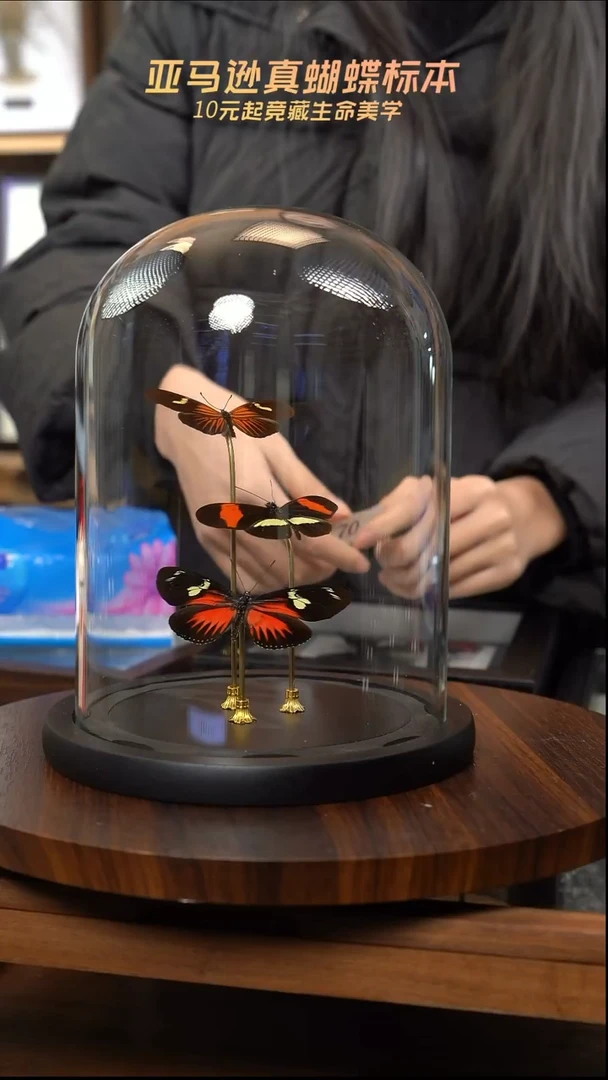 蝴蝶标本摆件竞拍c170