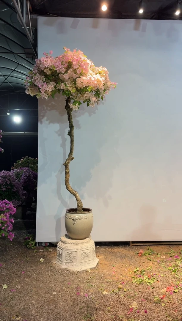 无花朵三角梅专场一物一拍68