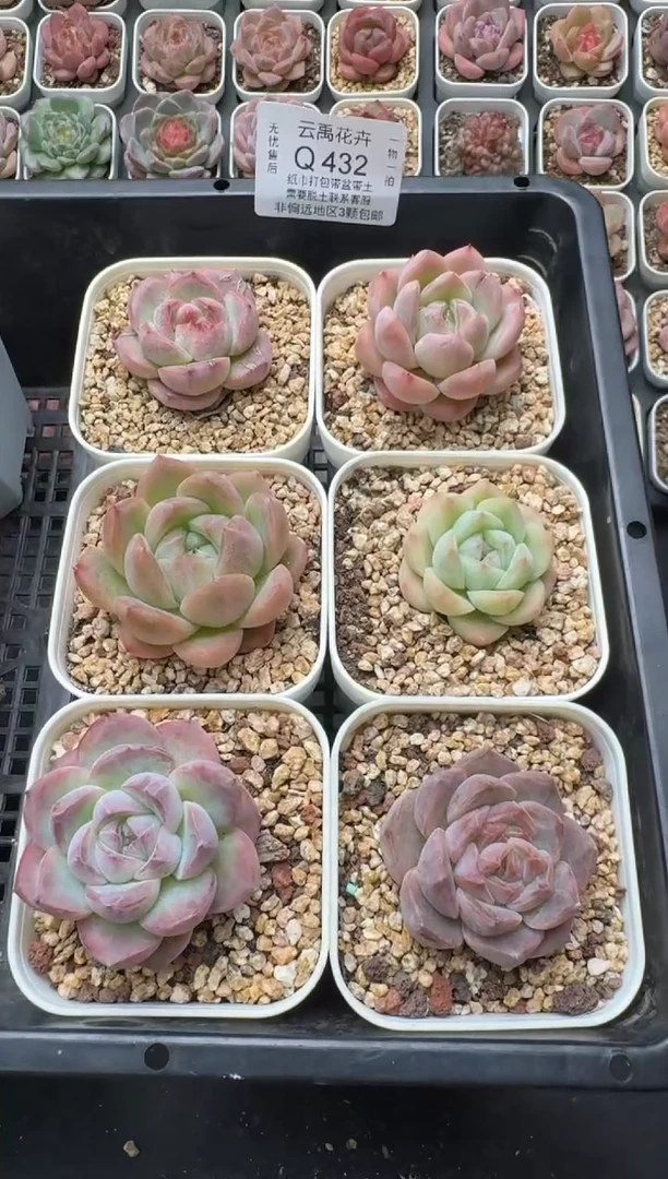 432Q (6.5cm杯）一物一拍 当场直播满3颗包邮