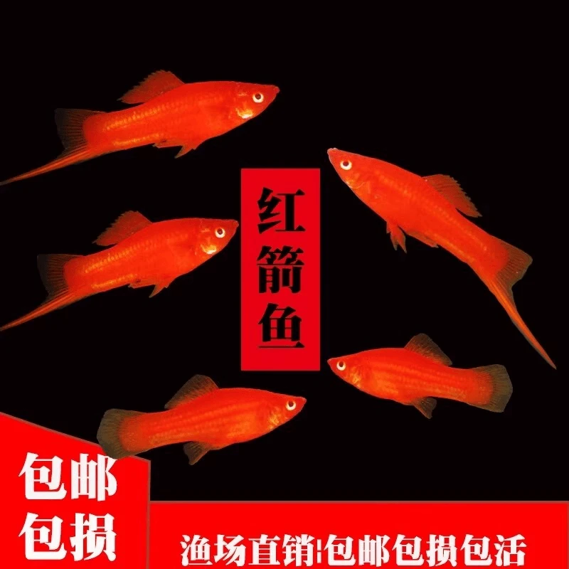 红箭鱼热带观赏鱼小型热带胎生好养耐活【开包前报损/入杠不包损】