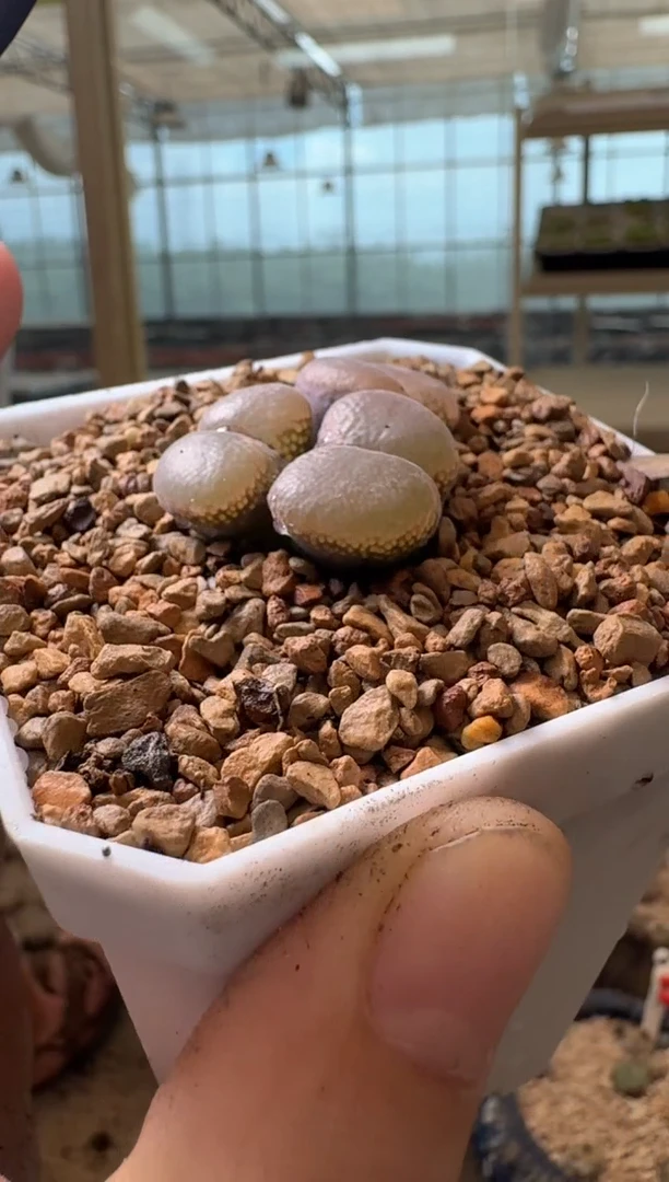 空**?8-254多肉植物肉锥