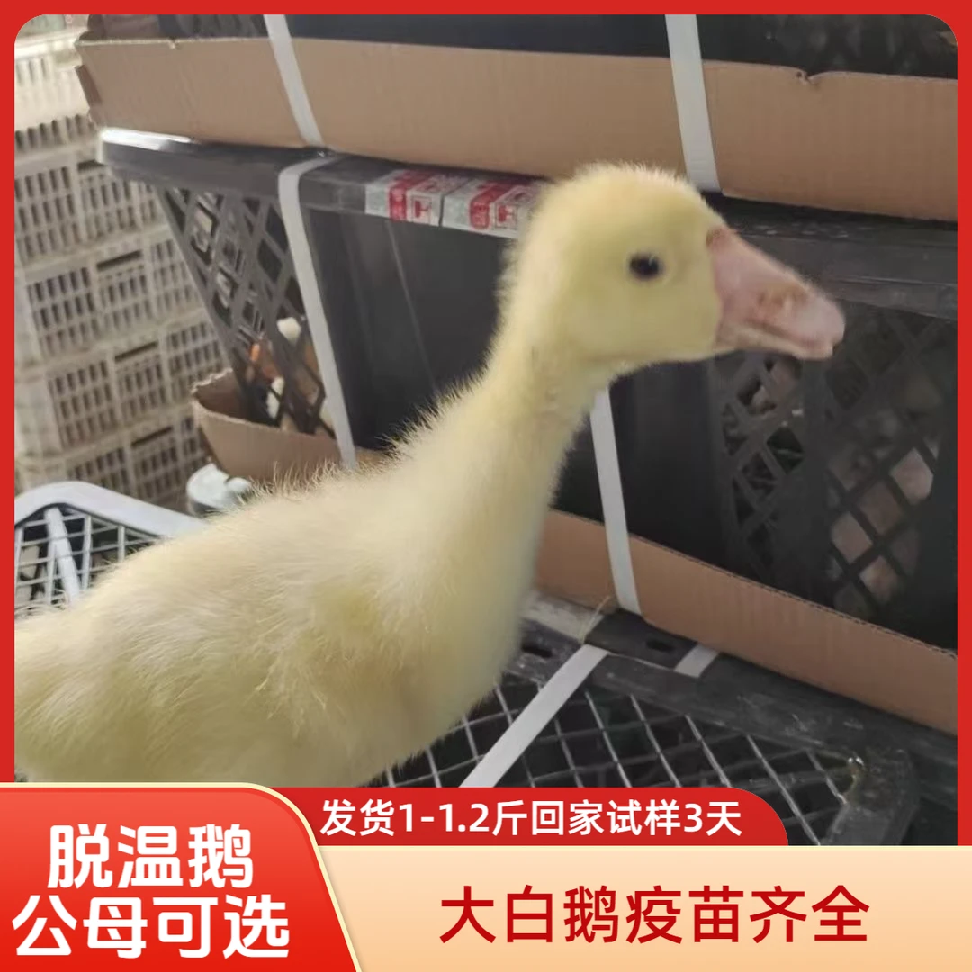 【大白鹅四季鹅】发货1左右宠物脱温鹅大白鹅产蛋鹅路损包赔售后3天