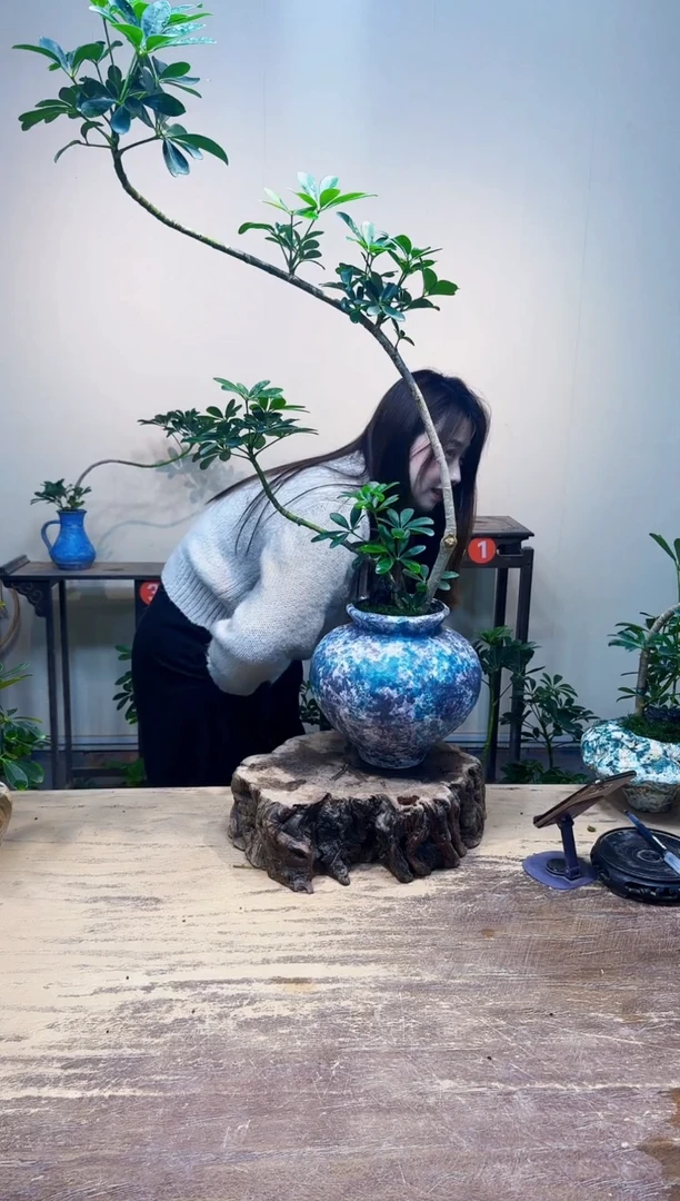 无花朵?****?老朋友优惠价368