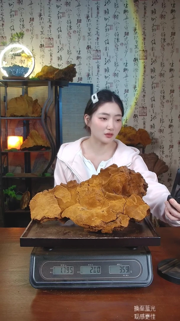 松针层孔菌中国大陆 【藏区 野生】松树桑黄（3.59）40-50年份
