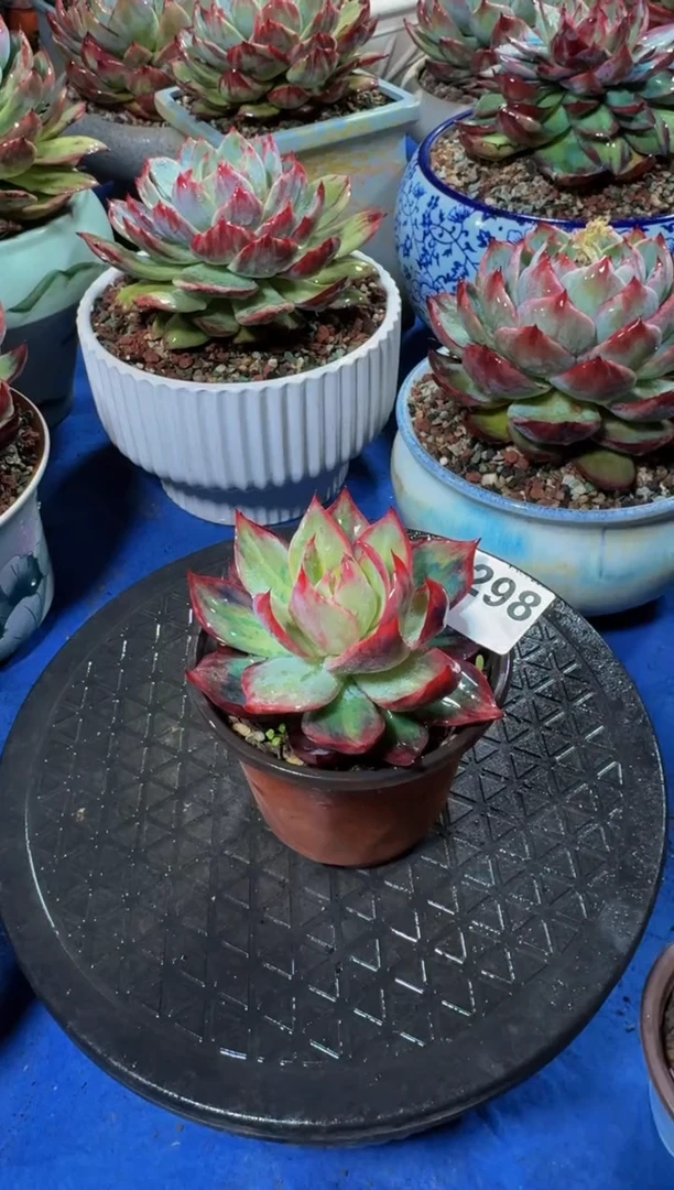 【闪购商品】0298惊鸿仙子（裸根发货）