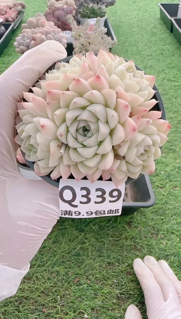 【闪购商品】梦会多肉一物一拍