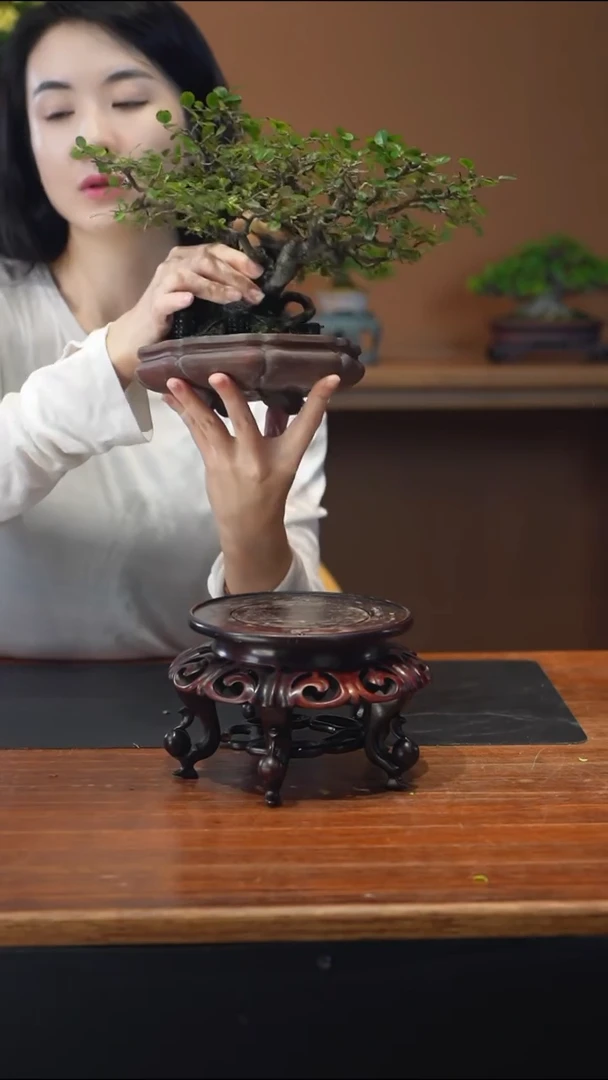 全部花朵一*?紫砂花盆盆景盆景盆景