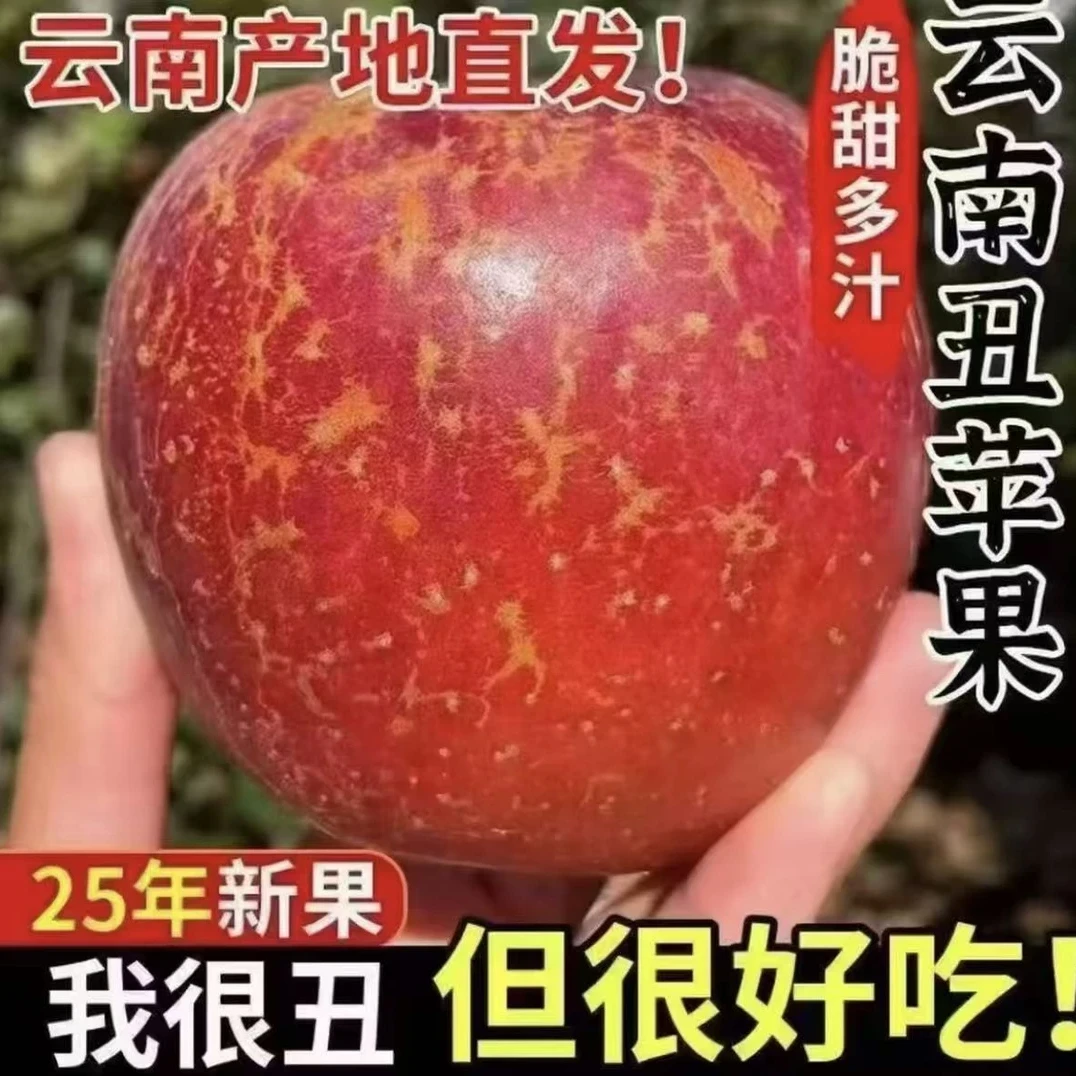 【正宗昭通丑苹果】2025云南昭通丑苹果当季新鲜采摘冰糖心产地直发