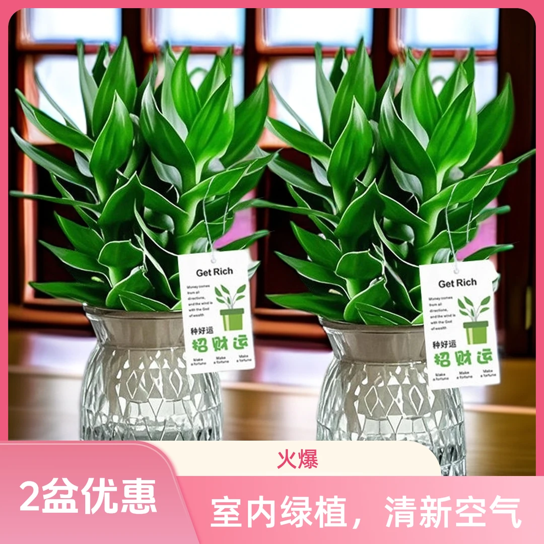 【2盆实惠】水培观音竹绿植富贵竹好养室内清新好养送轻奢树脂盆