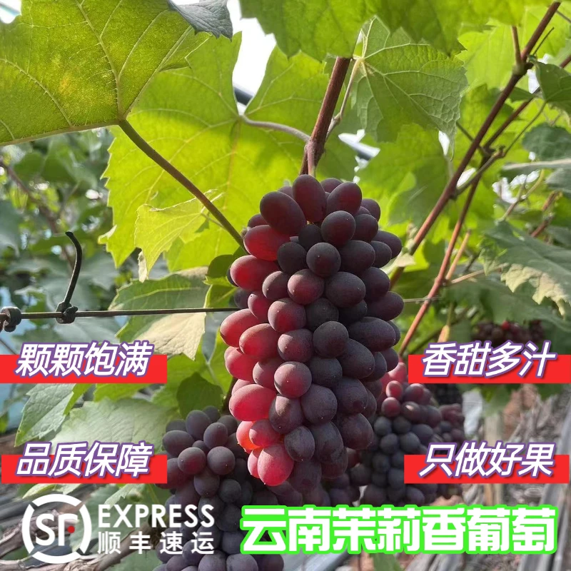 【顺丰冷链包邮】云南高山茉莉花香葡萄保新鲜上市优质严选现采现摘