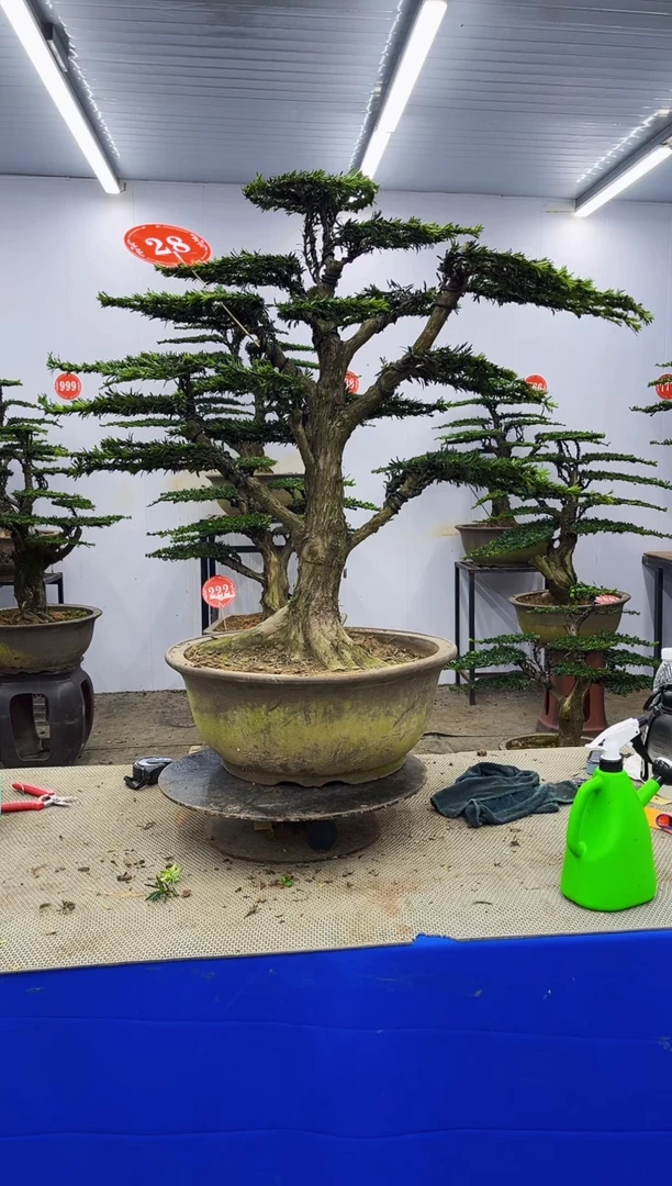 以实际为准一物一拍,所见即所得