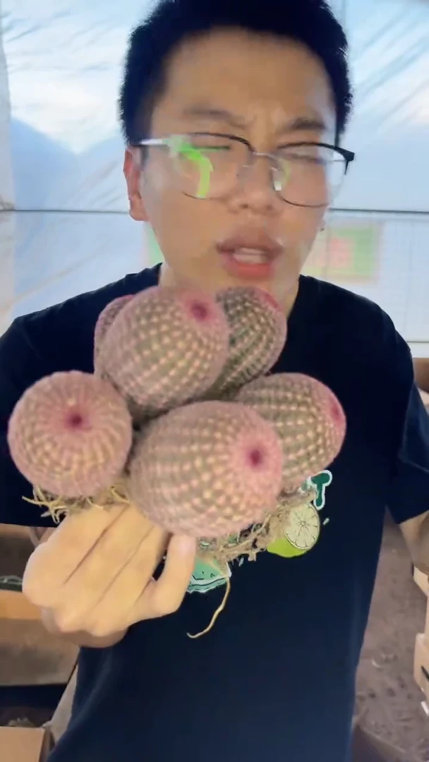 5头起发 红太阳【带根】