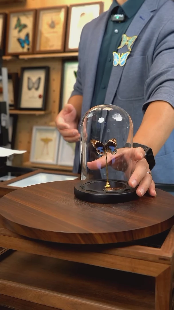 小****?翠蓝眼蛱蝶玻璃罩款