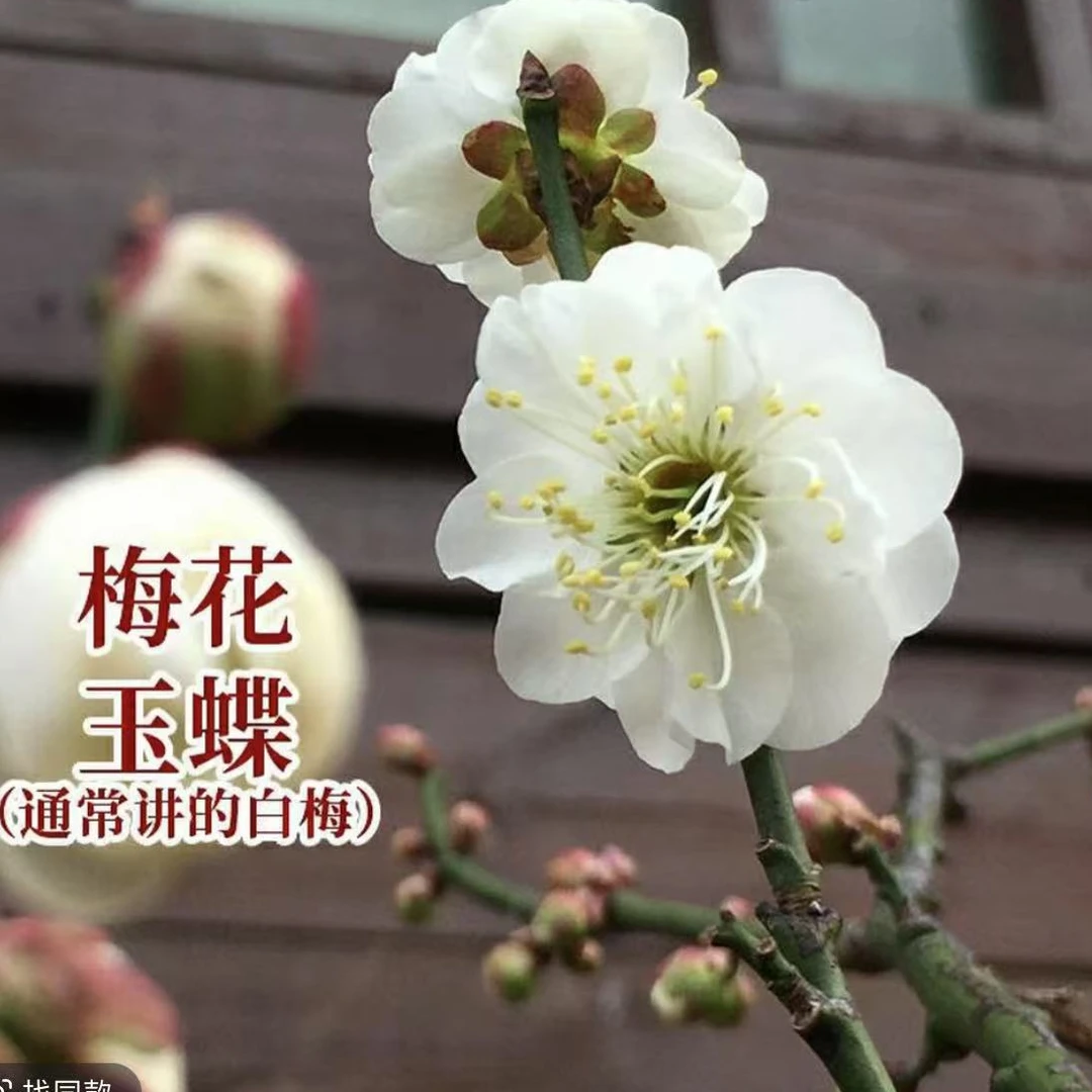 玉蝶梅花盆栽白梅老桩浓香型耐寒花卉室内种植佳品