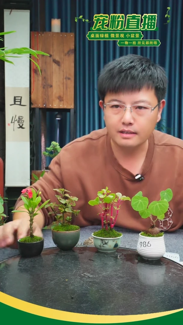 无花朵小****?苔藓微景观986号