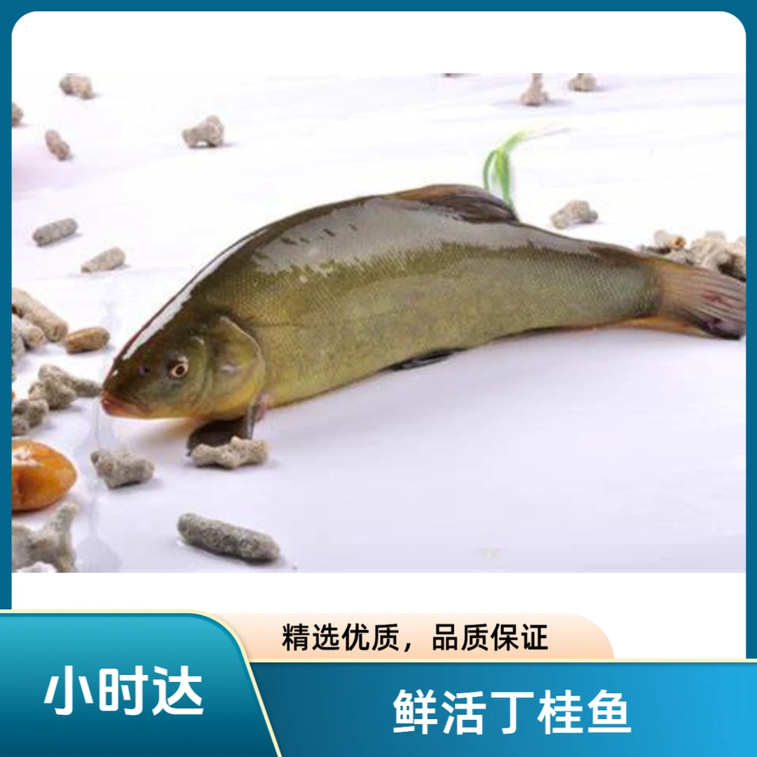 鲜活丁桂鱼