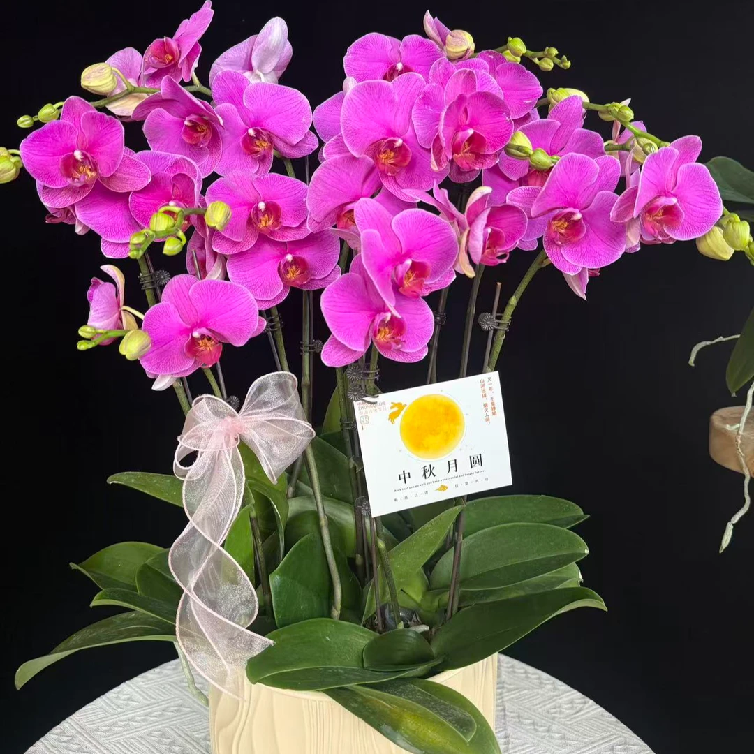 蝴蝶兰【恭喜】欧品年宵花粉色系大花蝴蝶兰鲜花室内送礼高端花卉