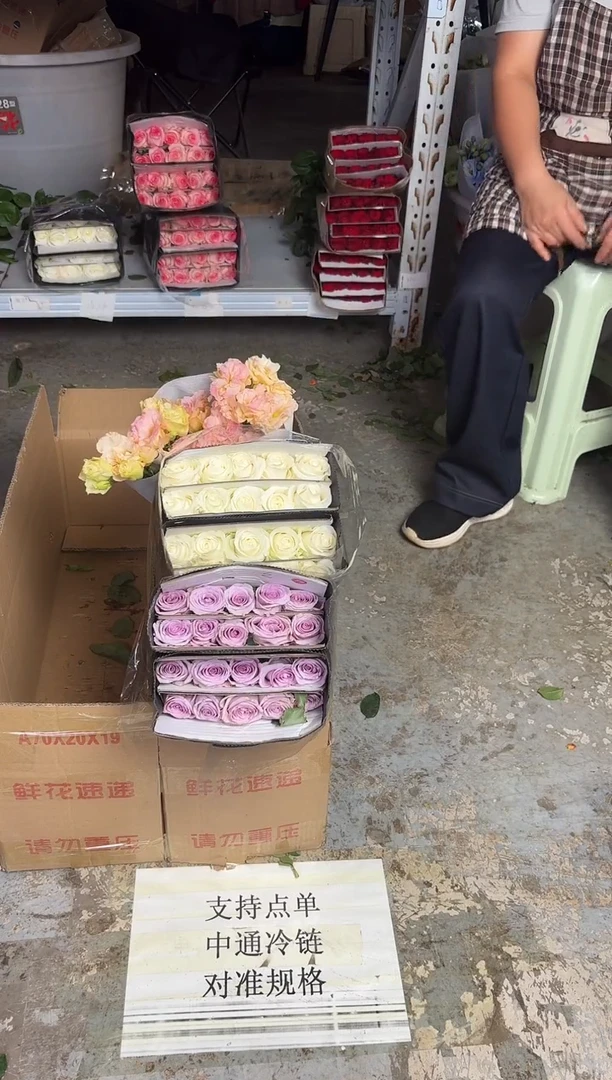骄傲+海洋之歌+香槟桔梗200克