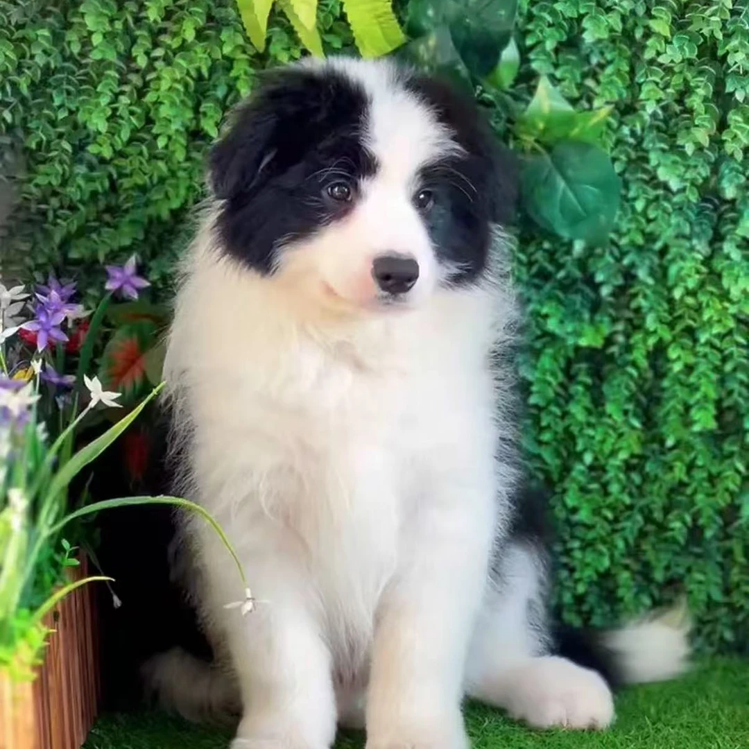 天鑫边牧幼体温顺聪明宠物友好小边牧超甜版宠物狗狗