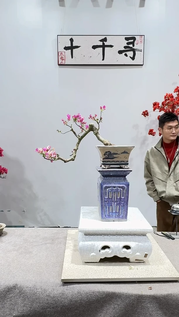 完全开放漳红缨三角梅