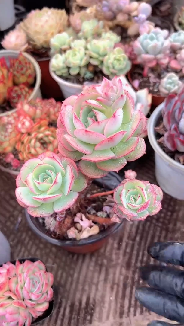 玲*多肉植物一物一拍03317