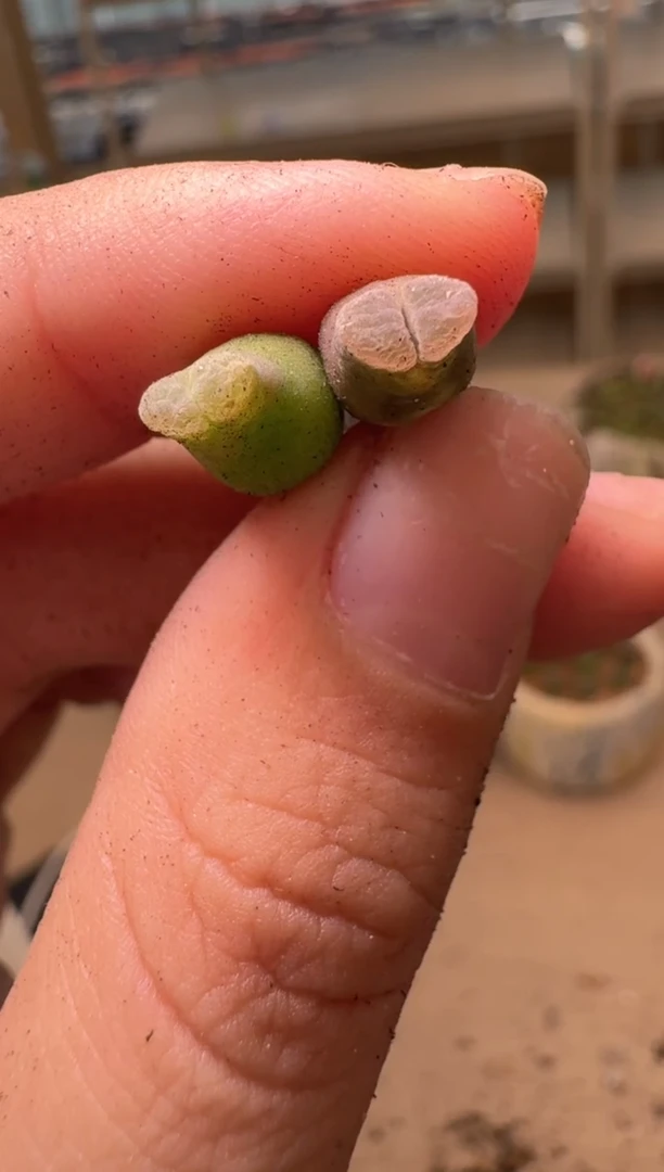 美丽的肉石头16-47