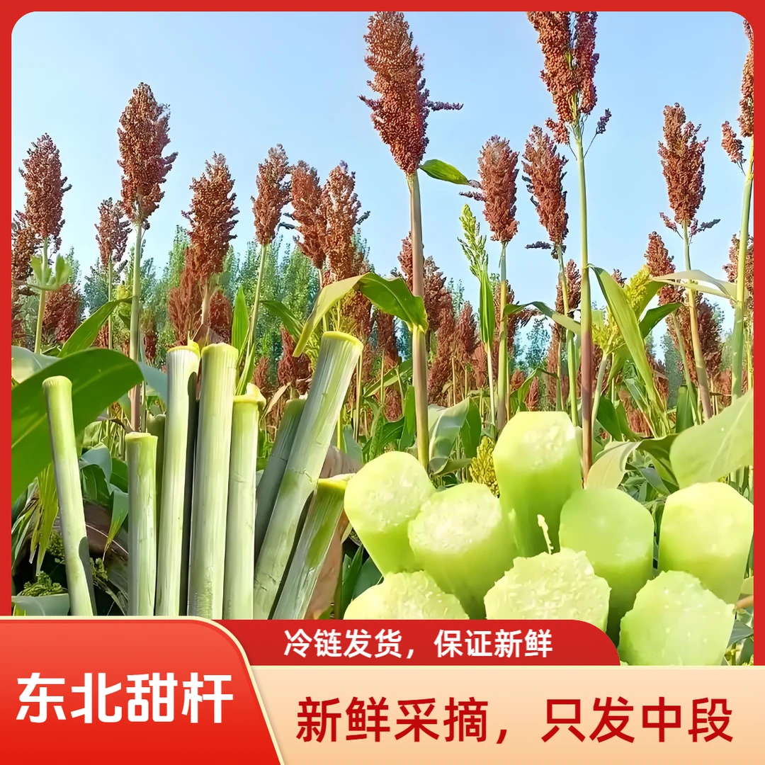 【冷链新鲜发货】东北甜杆 甜高粱 冷链发货 甜芦栗 小甘蔗