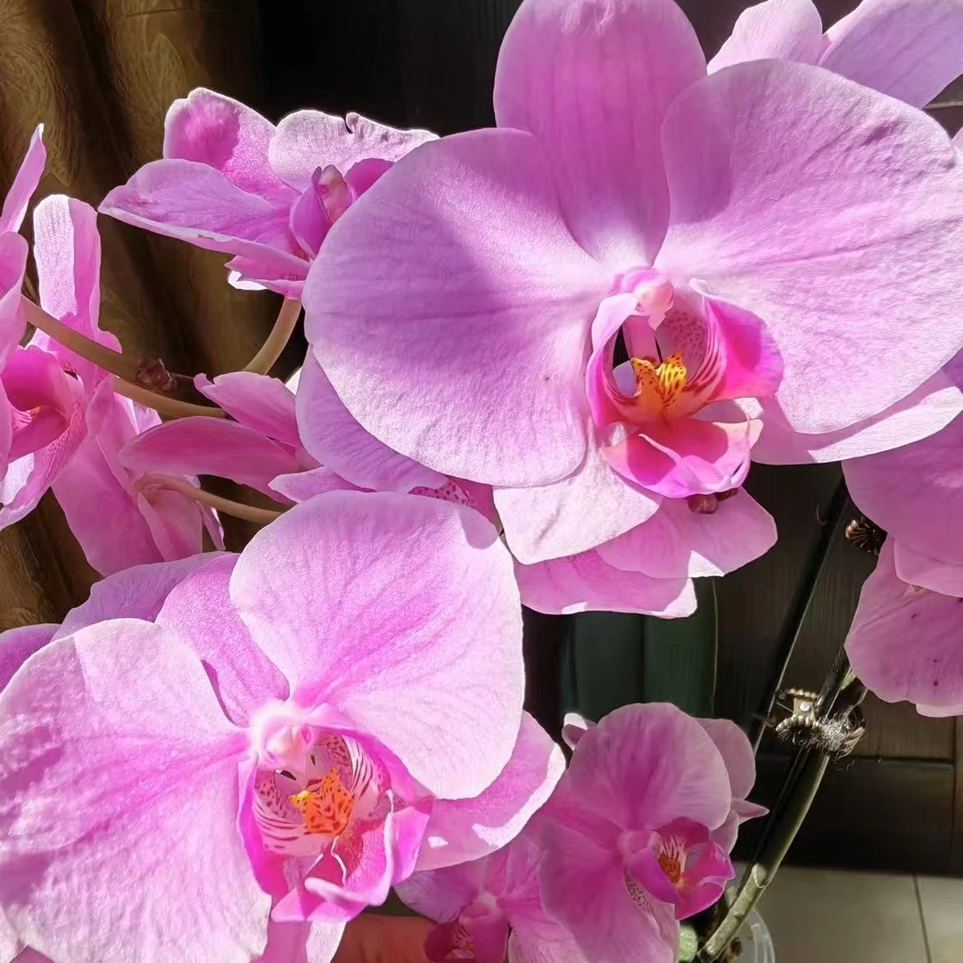 蝴蝶兰花后苗不带花发货