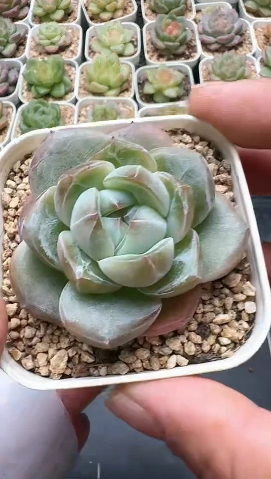 356F云禹多肉植物 默认脱土纸巾打包 3颗包邮