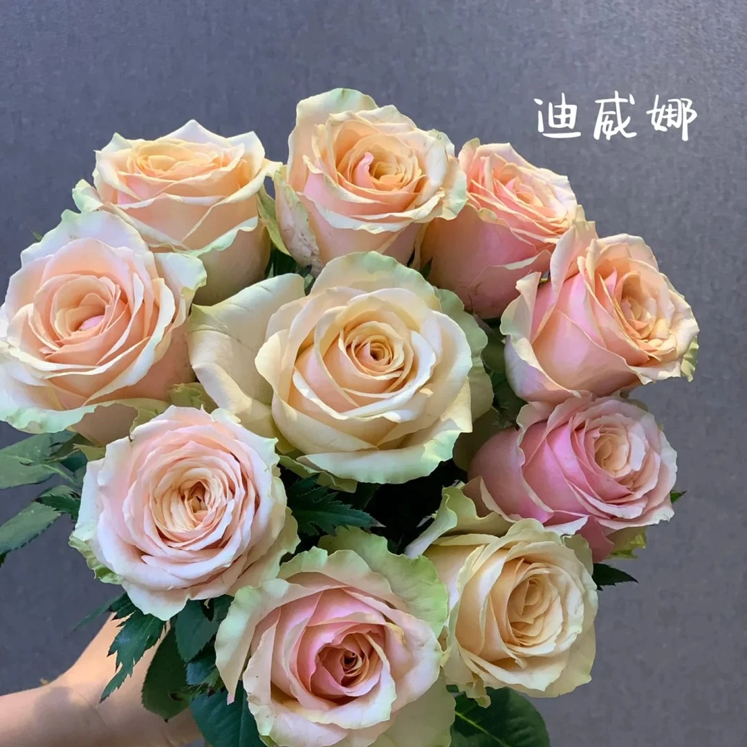 贵妃花卉迪威娜玫瑰云南直发